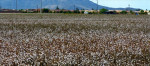 Onze eerste cottonfields